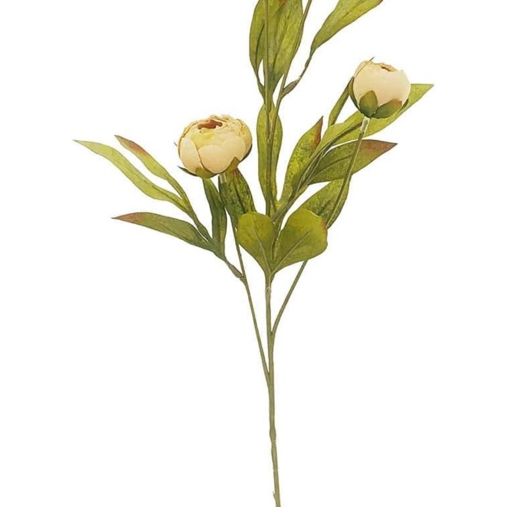 Elegant Ashland Tan & Cream Peonies- Selling in sets of 8 for $120 - Picture 3 of 7